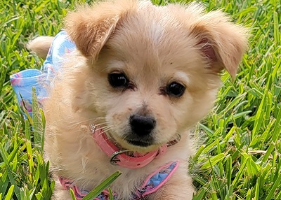 Houston Humane Society | Happy Tail Kaygin
