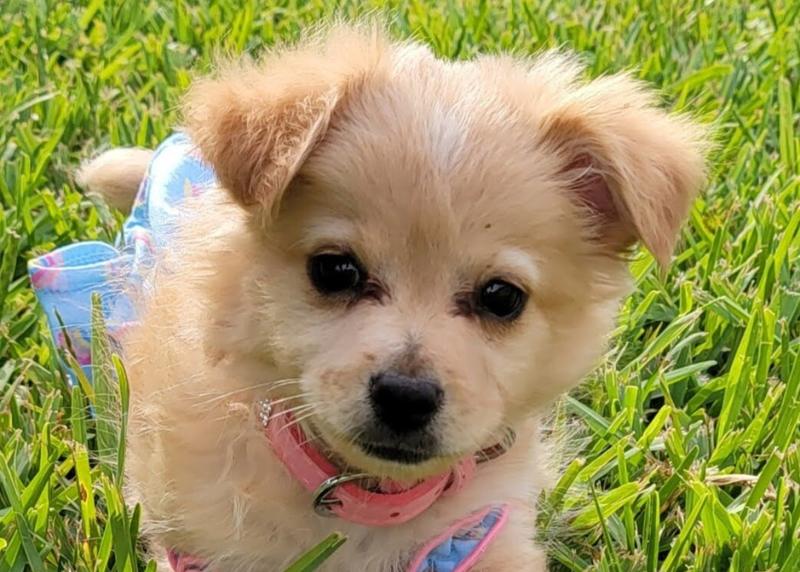 Houston Humane Society | Kaygin's Happy Tail