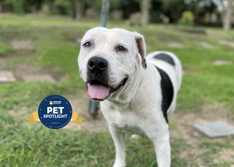 Houston Humane Society | Kiara