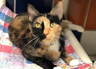 Houston Humane Society | Kit Kat