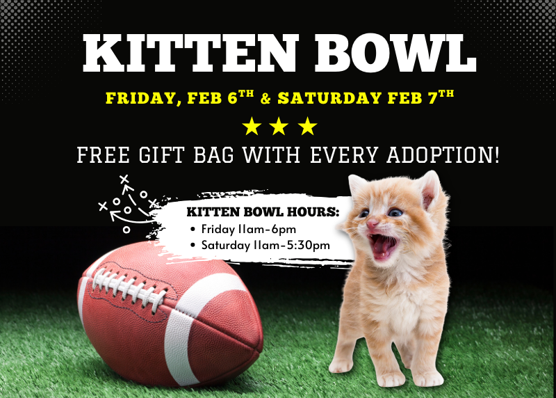 Houston Humane Society | Kitten Bowl