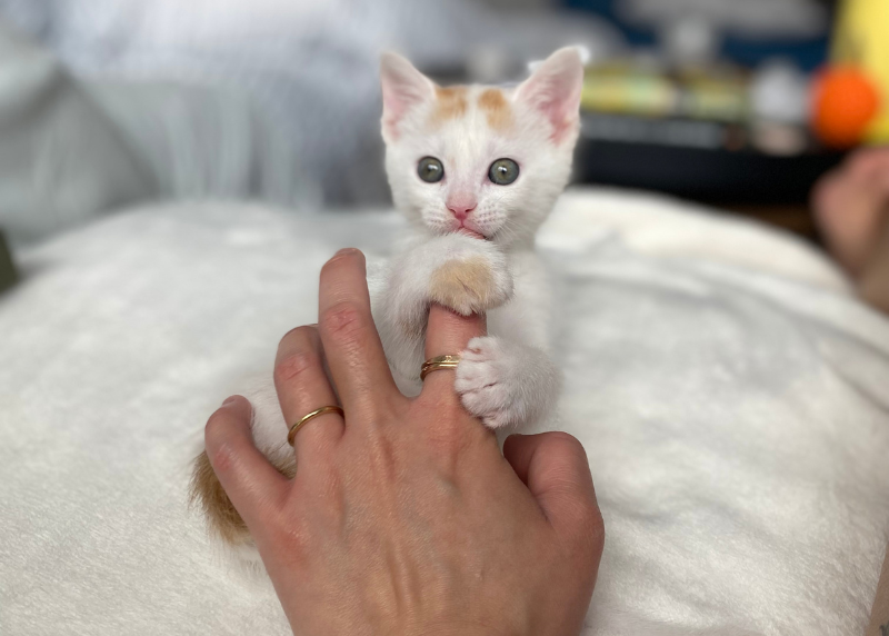 Houston Humane Society | Become a Puppy or Kitten Foster with Houston Humane Society