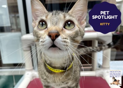 Houston Humane Society | Kitty
