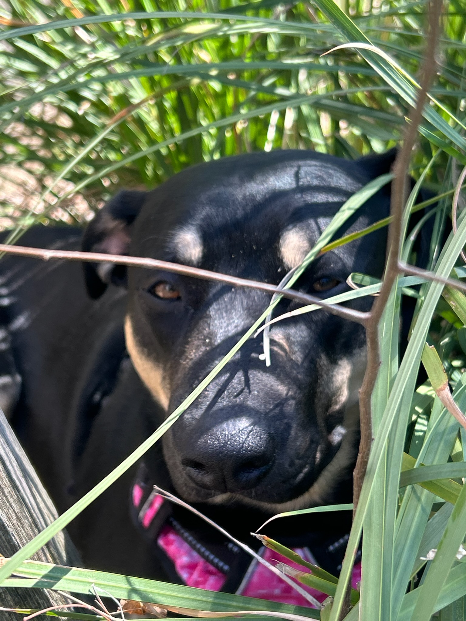 Kona, a large black and tan dog, lying in the grass, looking at the camera.