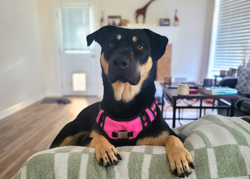 Houston Humane Society | Kona's Happy Tail