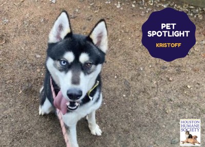 Houston Humane Society | Kristoff