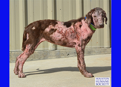Houston Humane Society | Animal Cruelty Seizure