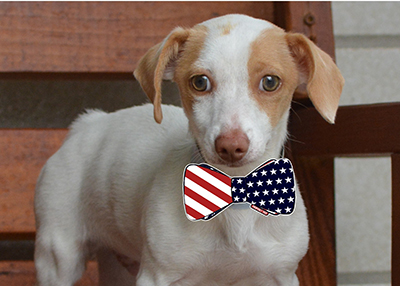Houston Humane Society | Labor Day Tips