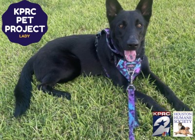 Houston Humane Society | Lady