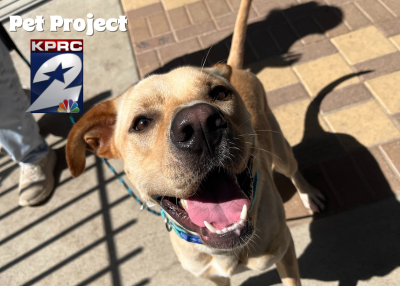 Houston Humane Society | Lamar
