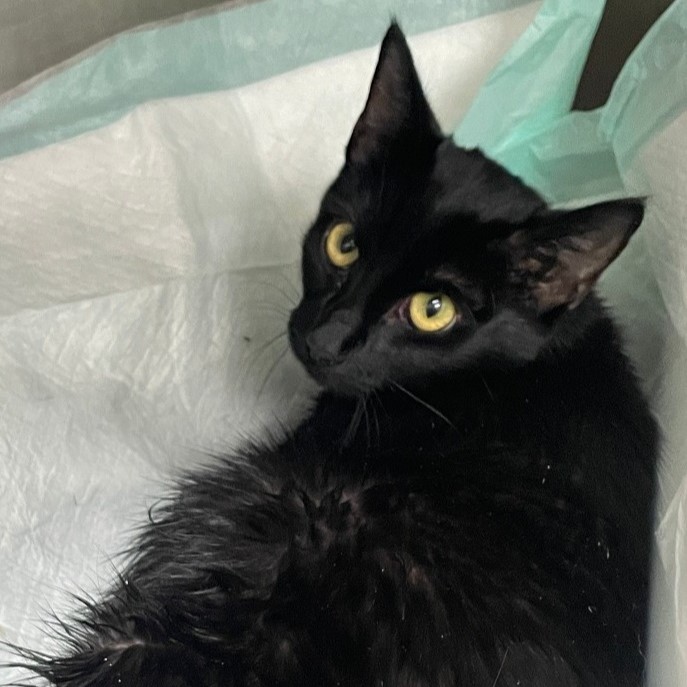 laritza-and-canela-1