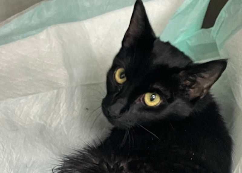 Houston Humane Society | Pets for Life Gave Canela a Second Chance