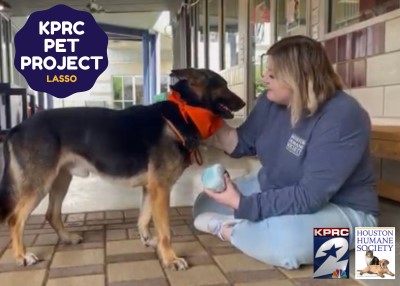 Houston Humane Society | Lasso