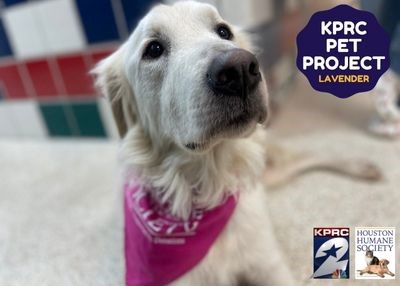 Houston Humane Society | Lavender