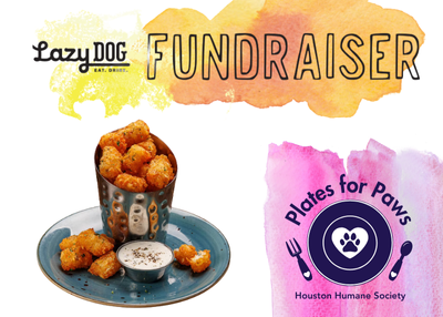 Houston Humane Society | Plates for Paws | Lazy Dog