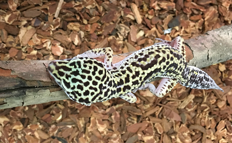 leapord-gecko