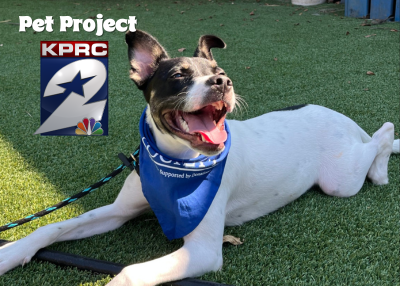 Houston Humane Society | Leo
