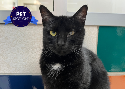 Houston Humane Society | Leona