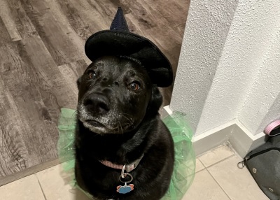 Houston Humane Society | Happy Tail Lexie