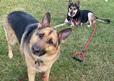 Houston Humane Society | Happy Tail Lillipup