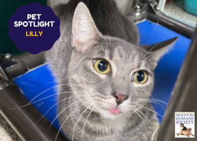 Houston Humane Society | Lilly
