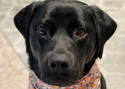 Houston Humane Society | Happy Tail Lily