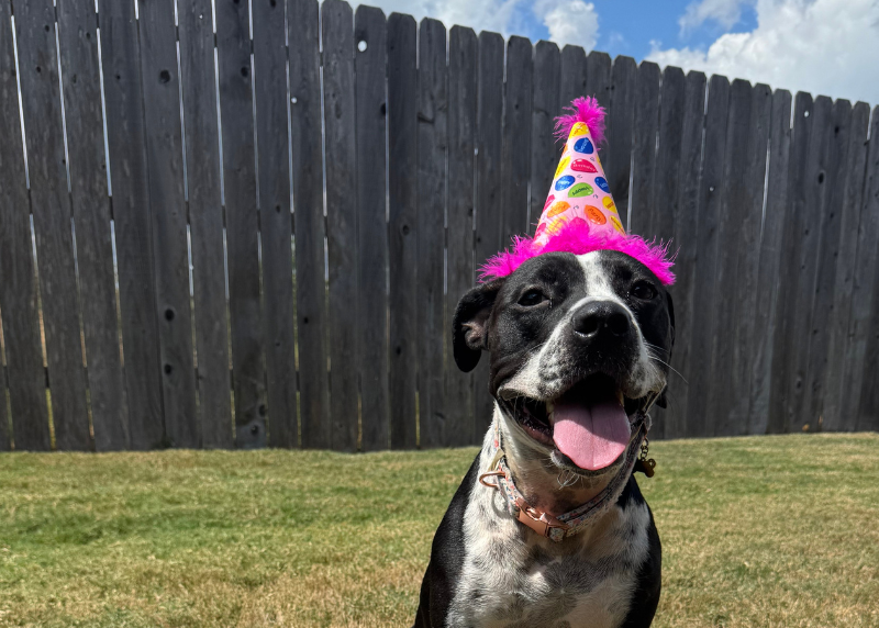 Houston Humane Society | Linda's Happy Tail