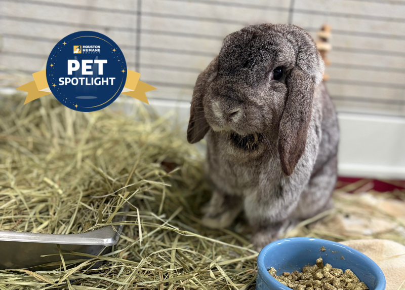 Houston Humane Society | Link