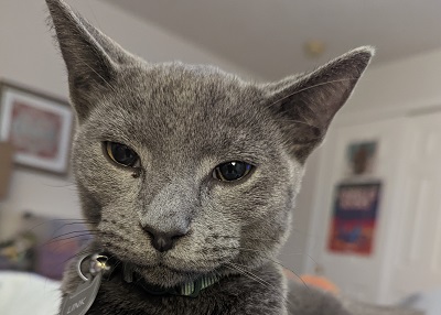Houston Humane Society | Happy Tail Link