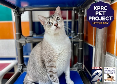 Houston Humane Society | Little Boy