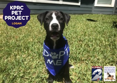 Houston Humane Society | Logan