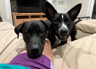 Houston Humane Society | Happy Tail Loki and Thor
