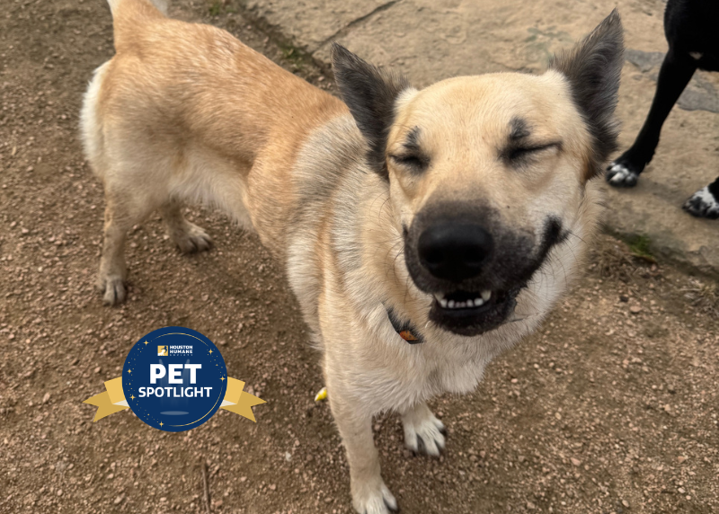 Houston Humane Society | Lola