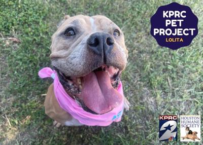 Houston Humane Society | Lolita