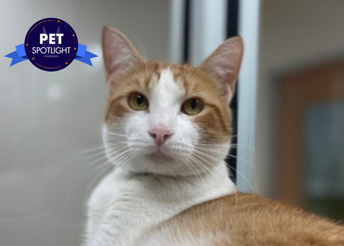 Houston Humane Society | Lolo