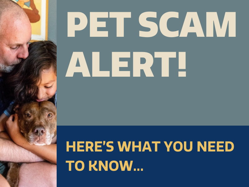 Houston Humane Society | Lost Pet Scam Warning for Houston Area Pet Owners

