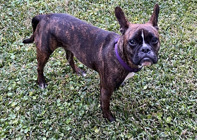 Houston Humane Society | Happy Tail Louie