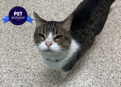 Houston Humane Society | Lucky