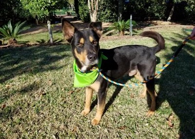Houston Humane Society | Luke