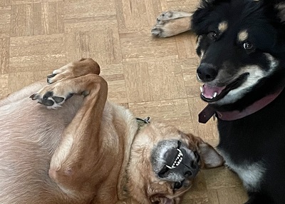 Houston Humane Society | Happy Tail Milo