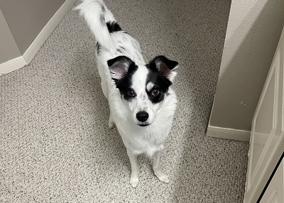 Houston Humane Society | Happy Tail Luna
