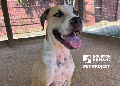 Houston Humane Society | Luxor
