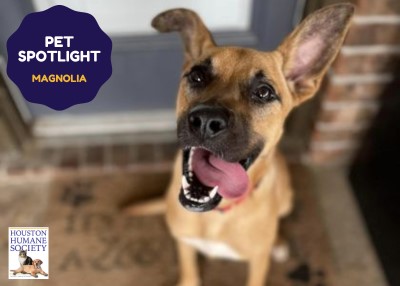 Houston Humane Society | Magnolia