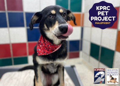 Houston Humane Society | Maleficent