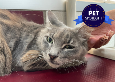 Houston Humane Society | Mama Lily