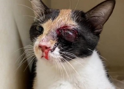 Houston Humane Society | Family of 4 Cats Rescued