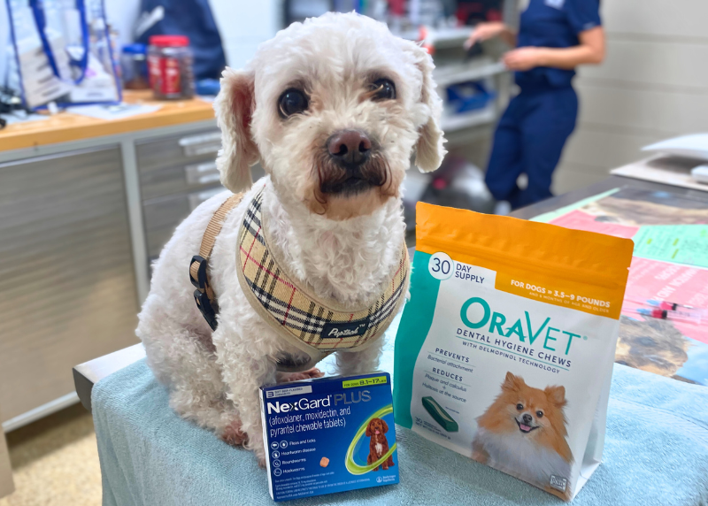 Houston Humane Society | Spay, Vaccinate, Microchip: One Family’s Journey with Pets for Life