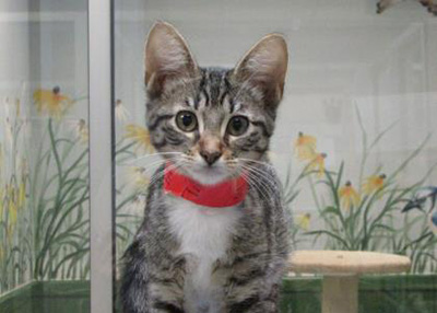 Houston Humane Society Marilyn