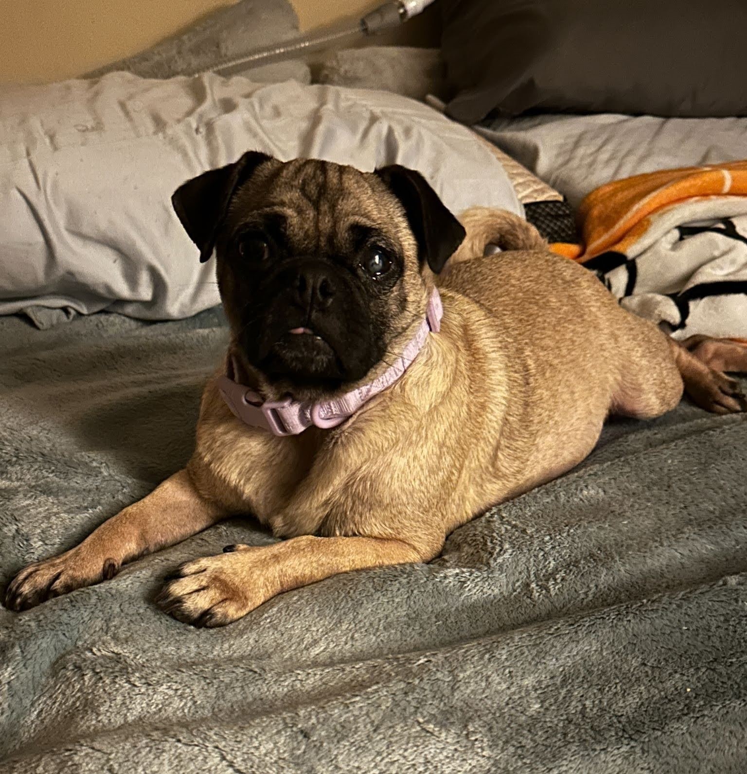 marsha-happy-tails-1