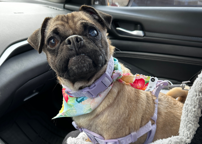 Houston Humane Society | Marsha's Happy Tail